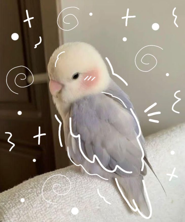 Bottons Pet